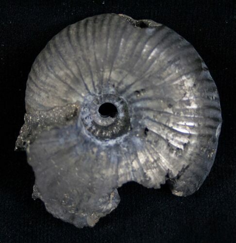 Pyritized Ammonite From Russia - #7284